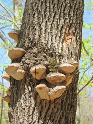 Possibly_Phellinus_igniarius.jpg