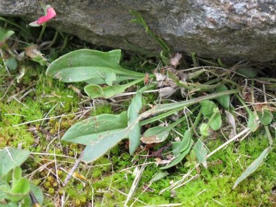 Sheep_Sorrel_Rumex_acetosella.jpg