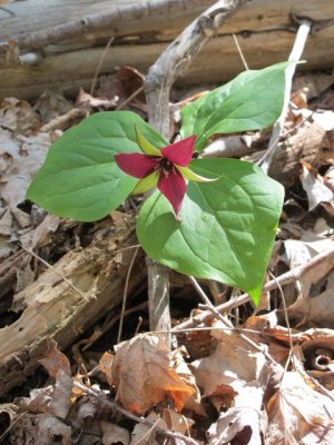 Trillium_sp.jpg