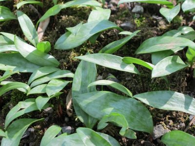 Trout_Lily_leaves_Erythronium_americanum.jpg
