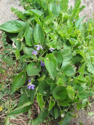 Violets_Viola_sp.jpg