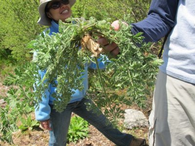 Wild_carrot_Daucus_carota.jpg
