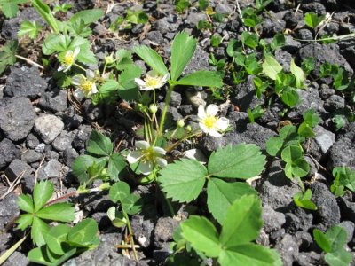 4/28/12 Wolfe Park Optimist Walk