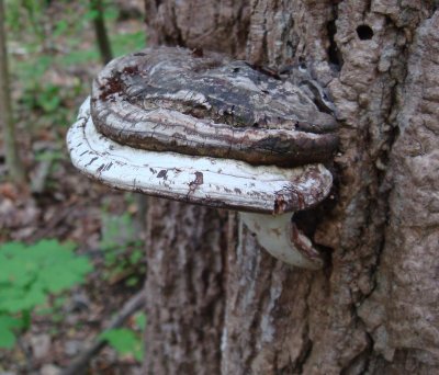 Ganoderma applanatum.jpg