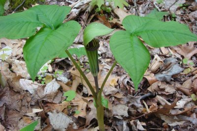 Jack in the pulpit.jpg