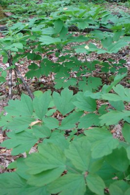 patch of blue cohosh.jpg