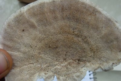 Trametes hirsuta pore surface-01.jpg