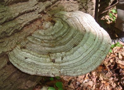 Artist Conk, Ganoderma applanatum.jpg