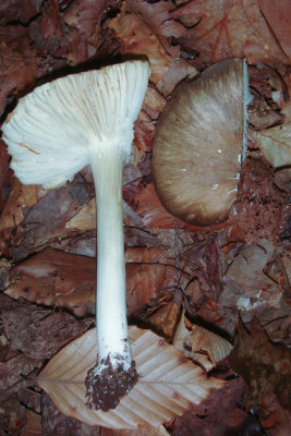 attached gills and radial fibers on cap of Tricholomopsis platyphylla.jpg
