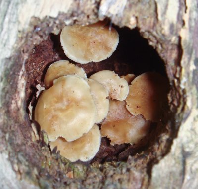 Clustered LMBs  in the cleverest of places.jpg