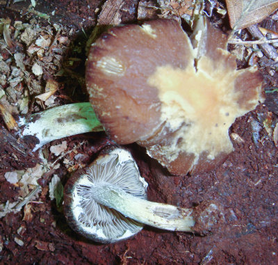 Psathyrella rugocephela.jpg