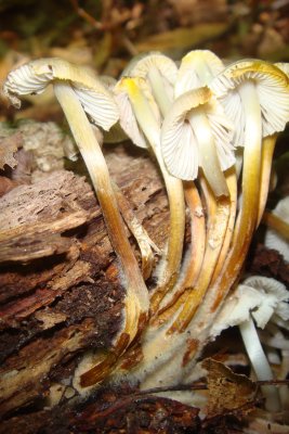 Mycena cluster.jpg