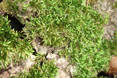 moss.jpg