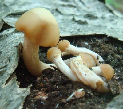 mother Agrocybe mushroom tending her young ones.jpg