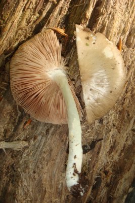 Pluteus cervinus_01.jpg