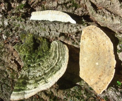 The Europen import Trametes gibbosa.jpg