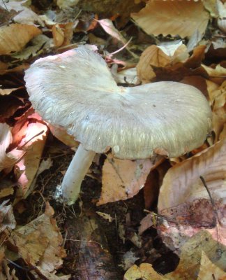 Tricholomopsis platyphylla on buried deciduous log.jpg