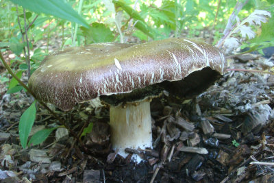Wine Cape Stropharia_Stropharia rugosoannulata.jpg