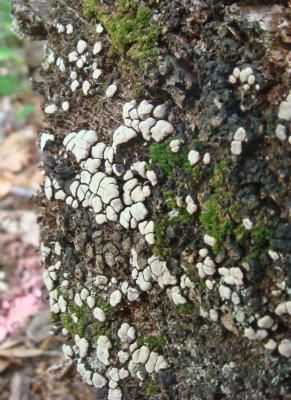 Xylobolus frustulatus on hard oak log_02.jpg