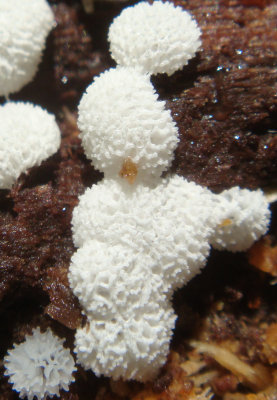 Coral Slime_Ceratiomyxa fruticulosa.jpg