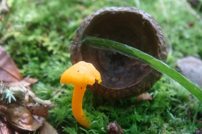 Cantherellus minor is smaller than an acorn cap.jpg