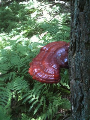Ganoderma tsugae.JPG
