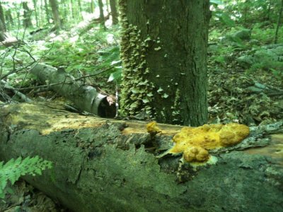 Fuligo septica, Scrambled Egg Slime Mold_0157.jpg