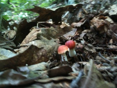 Russula sp._0150.jpg