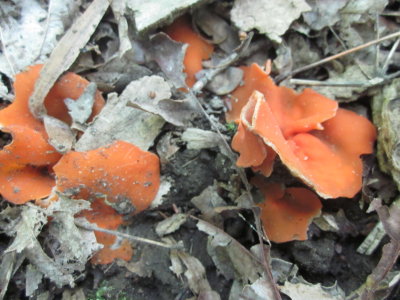 Aleuria aurantia (Orange-peel cup fungus)._2126.JPG
