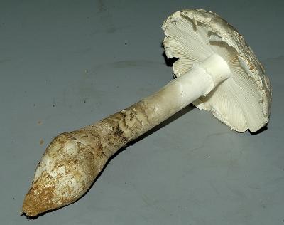 Amanita raveneli8873.JPG
