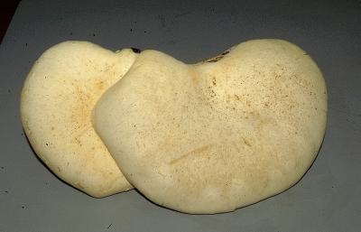 Pleurotus levis Panus strigosus8865.JPG