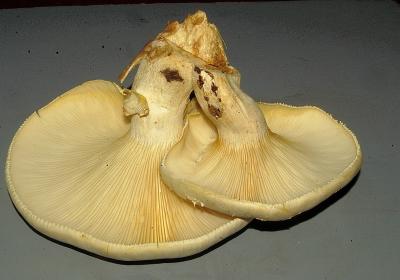 Pleurotus levis Panus strigosuss8864.JPG