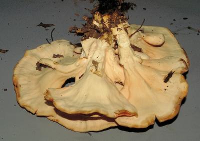 Laetiporus cincinnatus8862.JPG
