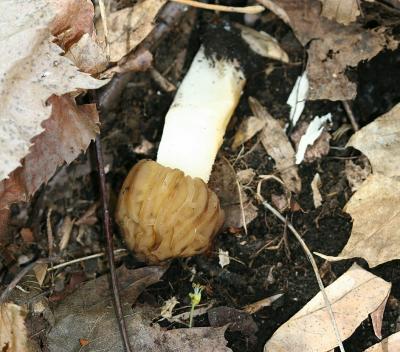 Morchella semilibera7842e.jpg