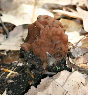 Gyromitra sp.7824e.jpg