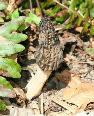 Morchella elata7996.jpg