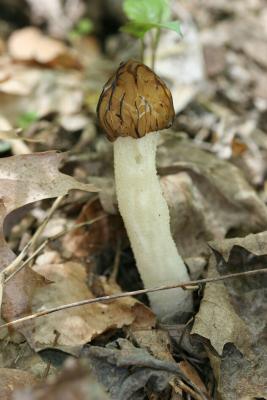 Morchella semilibera8014.JPG