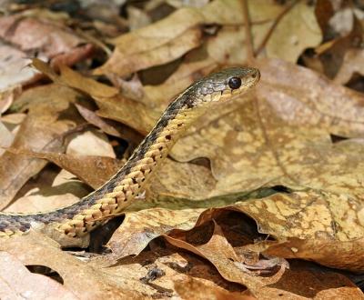 Common Garter snake - Thamnophis sirtalis 8012.jpg
