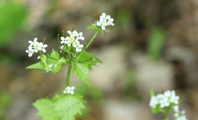 Garlic Mustard  (Alliaria petiolata) 8027.jpg