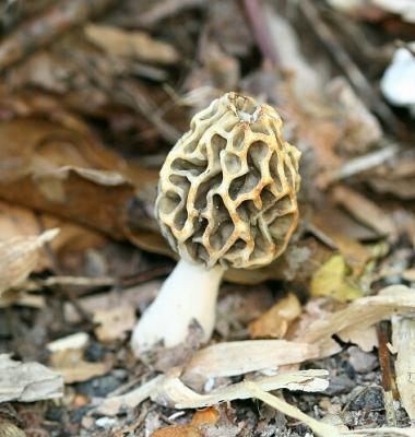 Morchella esculenta7987.jpg