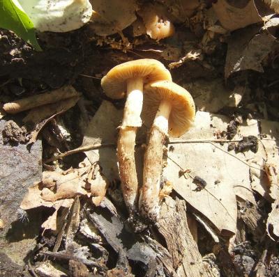 Agrocybe praecox0308.JPG