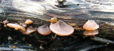 Auricularia auricula0252.jpg