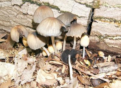 Coprinus micaceus0314.JPG