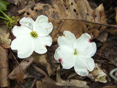 Dogwood Flowers0231.JPG