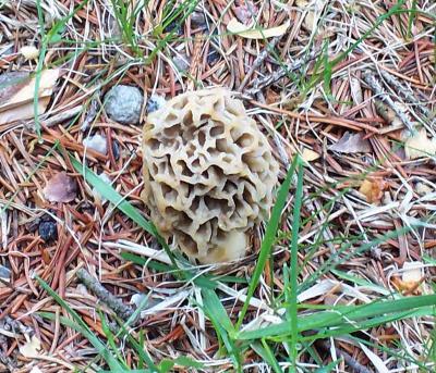 Morel - Lou's Yard2.jpg