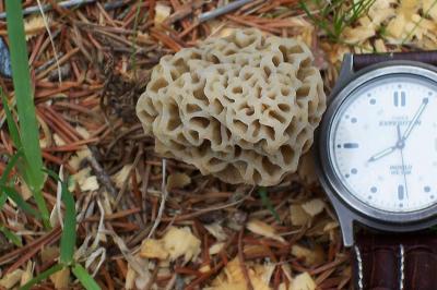 Morel - Lou's Yard.jpg