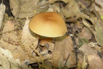 Gymnopus dryophilus cap7235.jpg