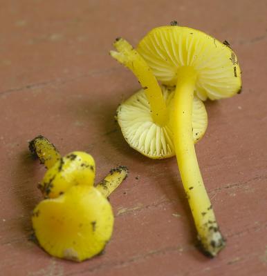 Hygrocybe flavescens7326.JPG