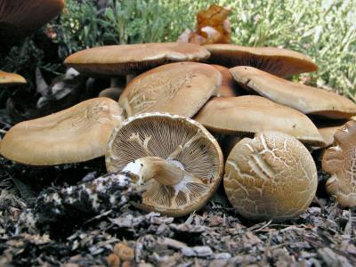 Agrocybe dura 9726.JPG