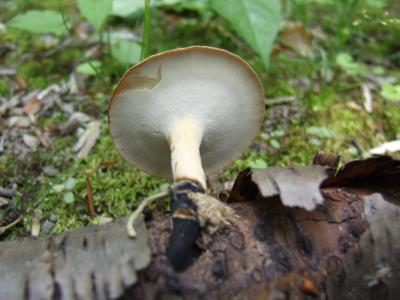 Polyporus elegans411.JPG